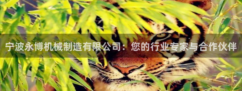 摩根士丹利娱乐