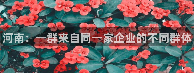 重生娱乐美日混血摩根